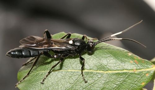 Amblyjoppa proteus