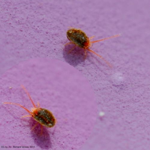 Réf. 74 597 : Bryobia sp.