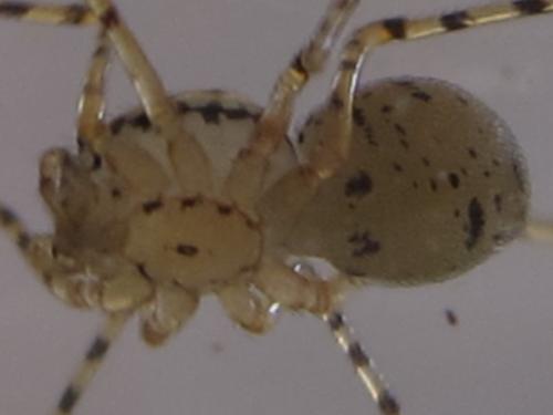 Scytodes thoracica