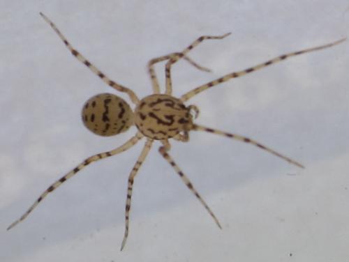 Scytodes thoracica