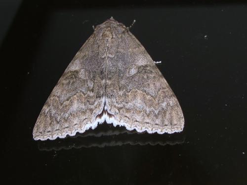 Réf. 74 982 : Catocala nupta