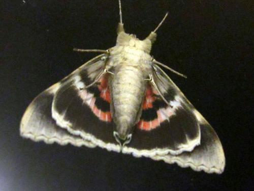 Catocala nupta