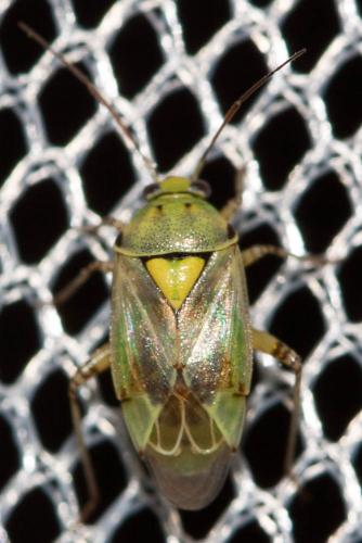 Lygus sp.
