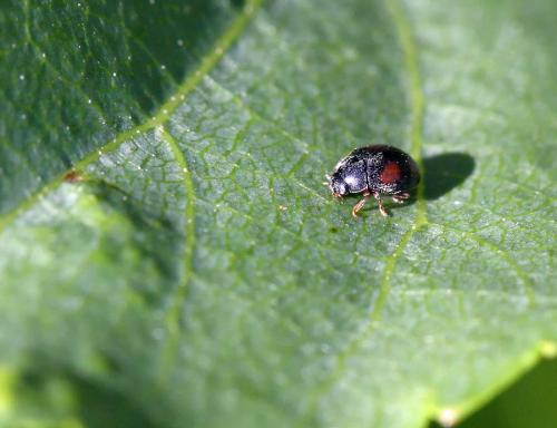 Scymnus sp.