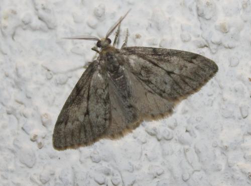 Tephronia sepiaria