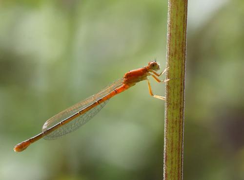 Réf. 74 301 : Ischnura pumilio