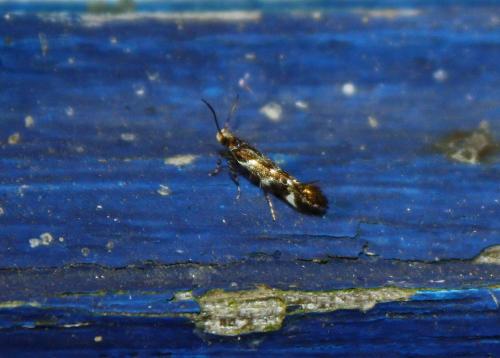 Réf. 74 315 : Eulamprotes sp.