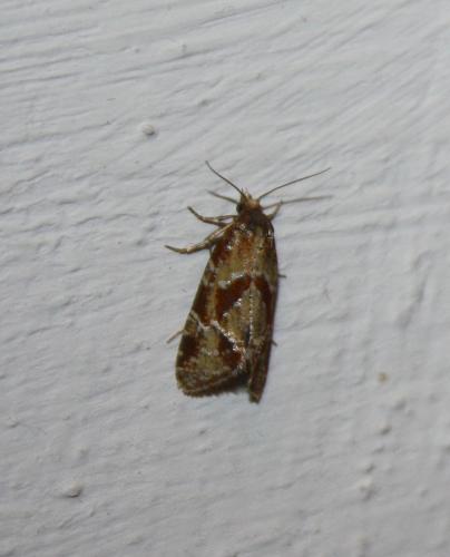 Réf. 74 135 : Aethes sp.