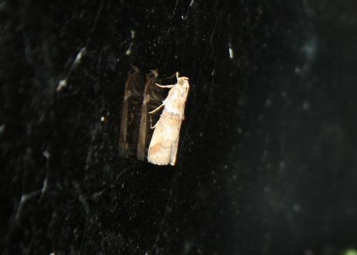 Réf. 74 524 : Acrobasis tumidana