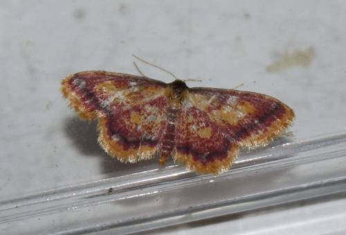 Idaea muricata