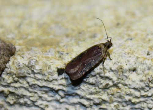 Réf. 74 914 : Agonopterix purpurea