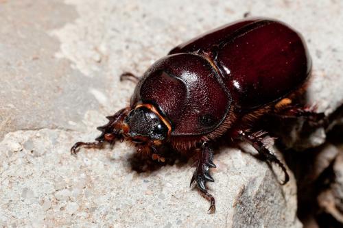 Réf. 74 238 : Oryctes nasicornis