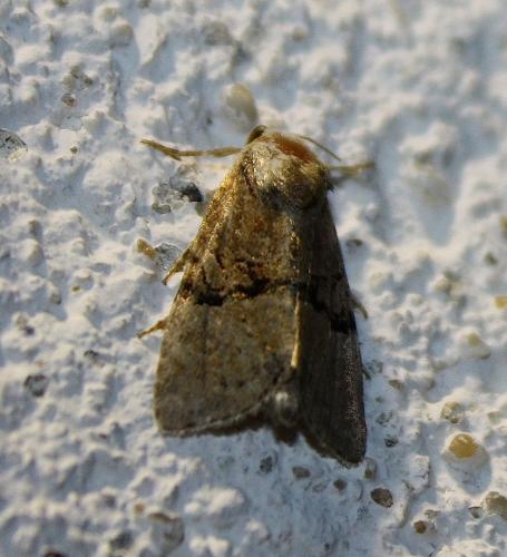 Réf. 74 924 : Mesoligia furuncula