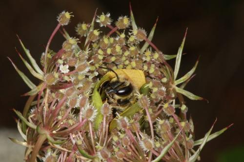 Réf. 74 972 : Megachile melanopyga