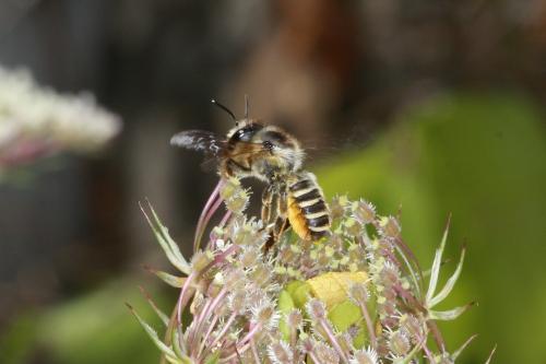 Megachile melanopyga