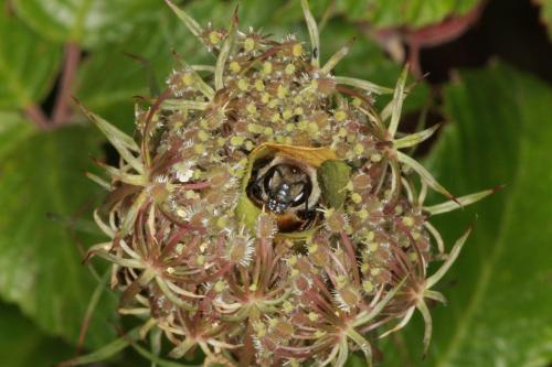 Réf. 74 974 : Megachile melanopyga