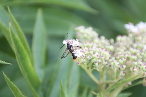 Synanthedon andrenaeformis