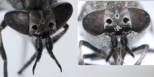 Réf. 74 621 : Haematopota ocelligera