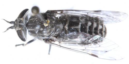 Haematopota ocelligera