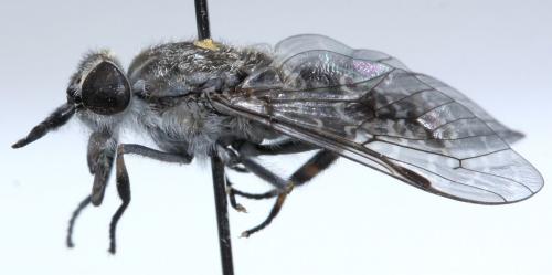 Haematopota ocelligera