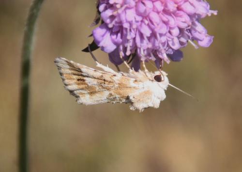 Eremobia ochroleuca