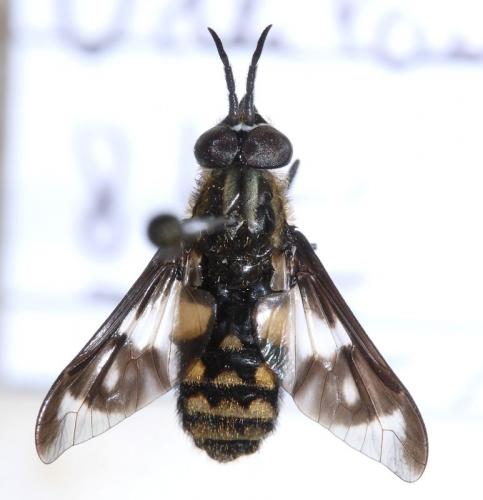 Chrysops flavipes