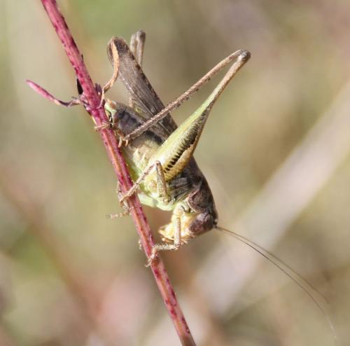 Réf. 74 451 : Platycleis albopunctata