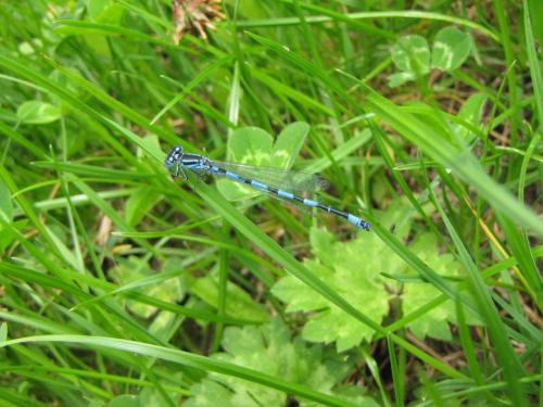 Coenagrion mercuriale