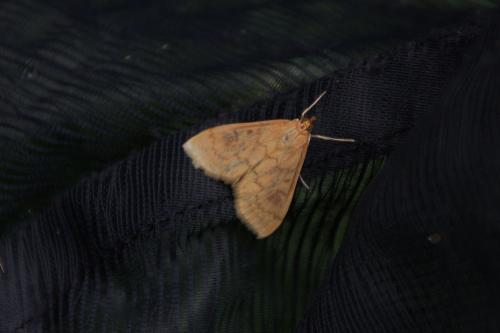 Réf. 74 110 : Ostrinia nubilalis