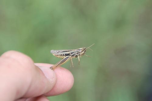 Euchorthippus sp.