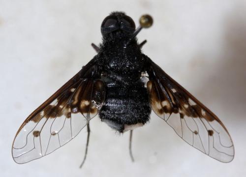 Réf. 74 666 : Anthrax aethiops