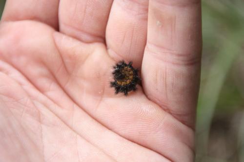 Melitaea phoebe