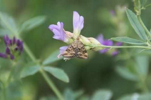 Pyrausta despicata