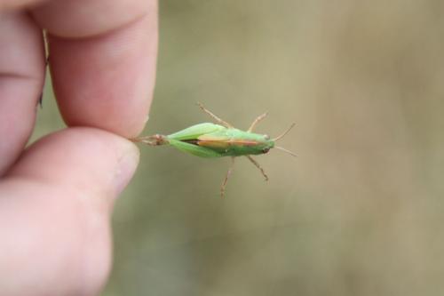 Réf. 74 327 : Locustinae inconnu