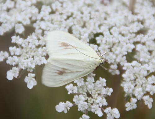 Sitochroa palealis