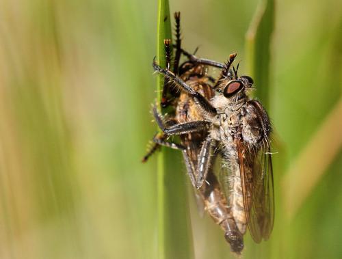 Réf. 74 874 : Machimus sp.