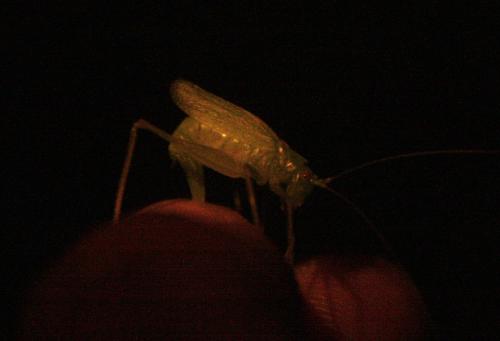 Meconema thalassinum
