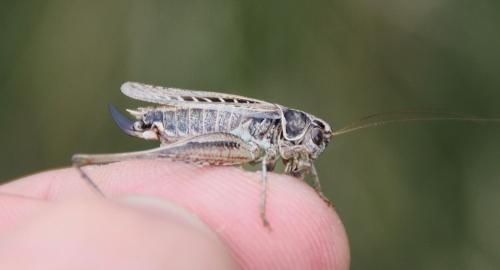 Tessellana tessellata tessellata