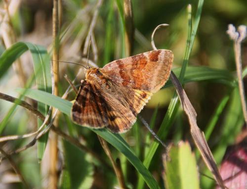 Euclidia glyphica