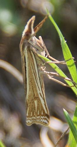 Réf. 74 566 : Ancylolomia tentaculella
