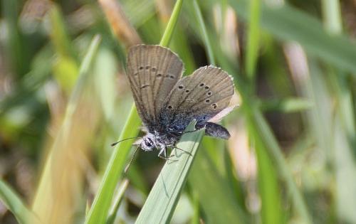 Réf. 74 507 : Cyaniris semiargus