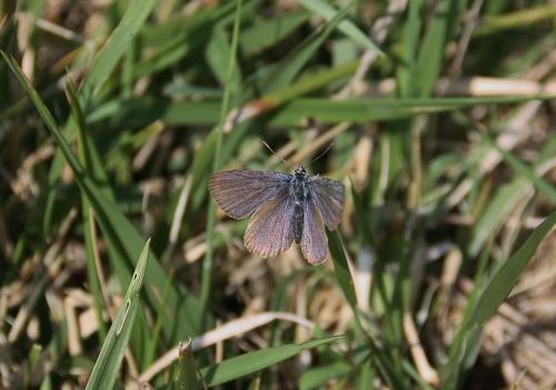 Cyaniris semiargus