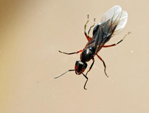 Formica rufa