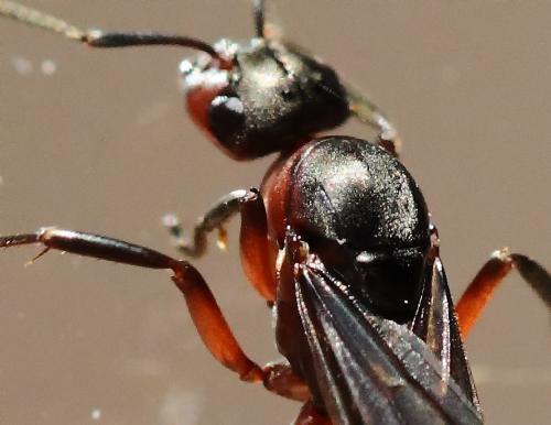Formica rufa