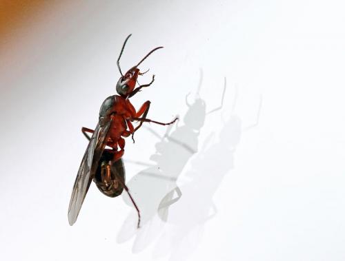 Formica rufa