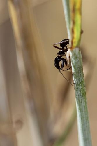 Himacerus mirmicoides