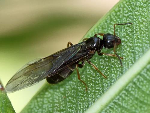 Réf. 74 471 : Lasius sp.
