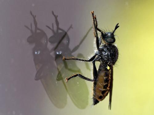 Choerades sp.