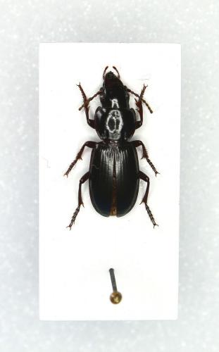 Tapinopterus creticus