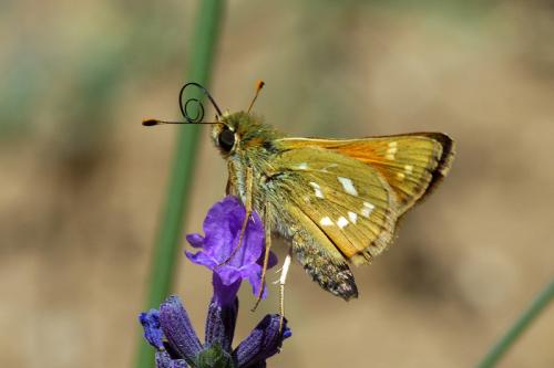 Réf. 74 378 : Hesperia comma